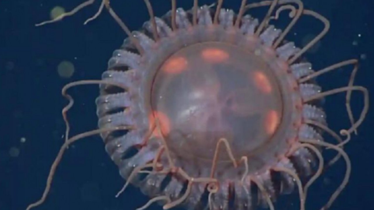 Sıra dışı bir denizanası türü bulundu