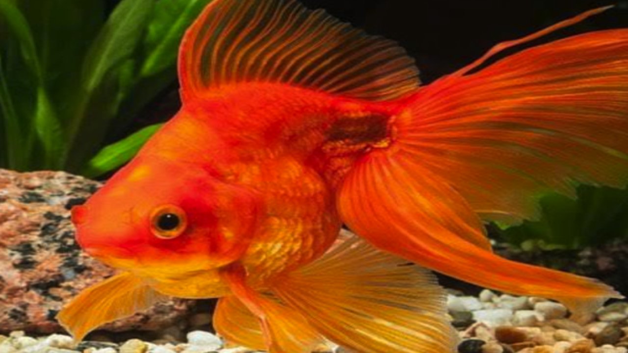 Japon Balığı Bakımı ve Özellikleri