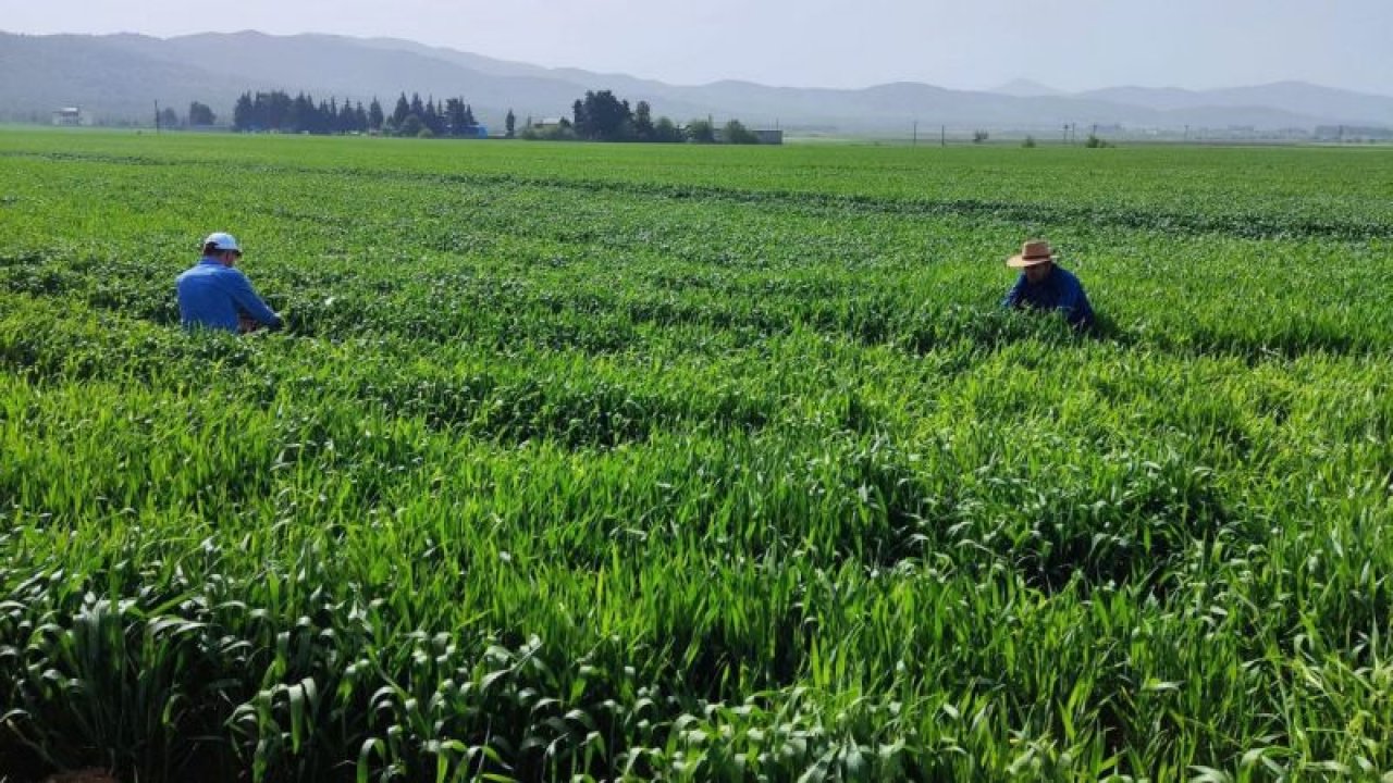 Gaziantep'te süne zararlısıyla biyolojik mücadele