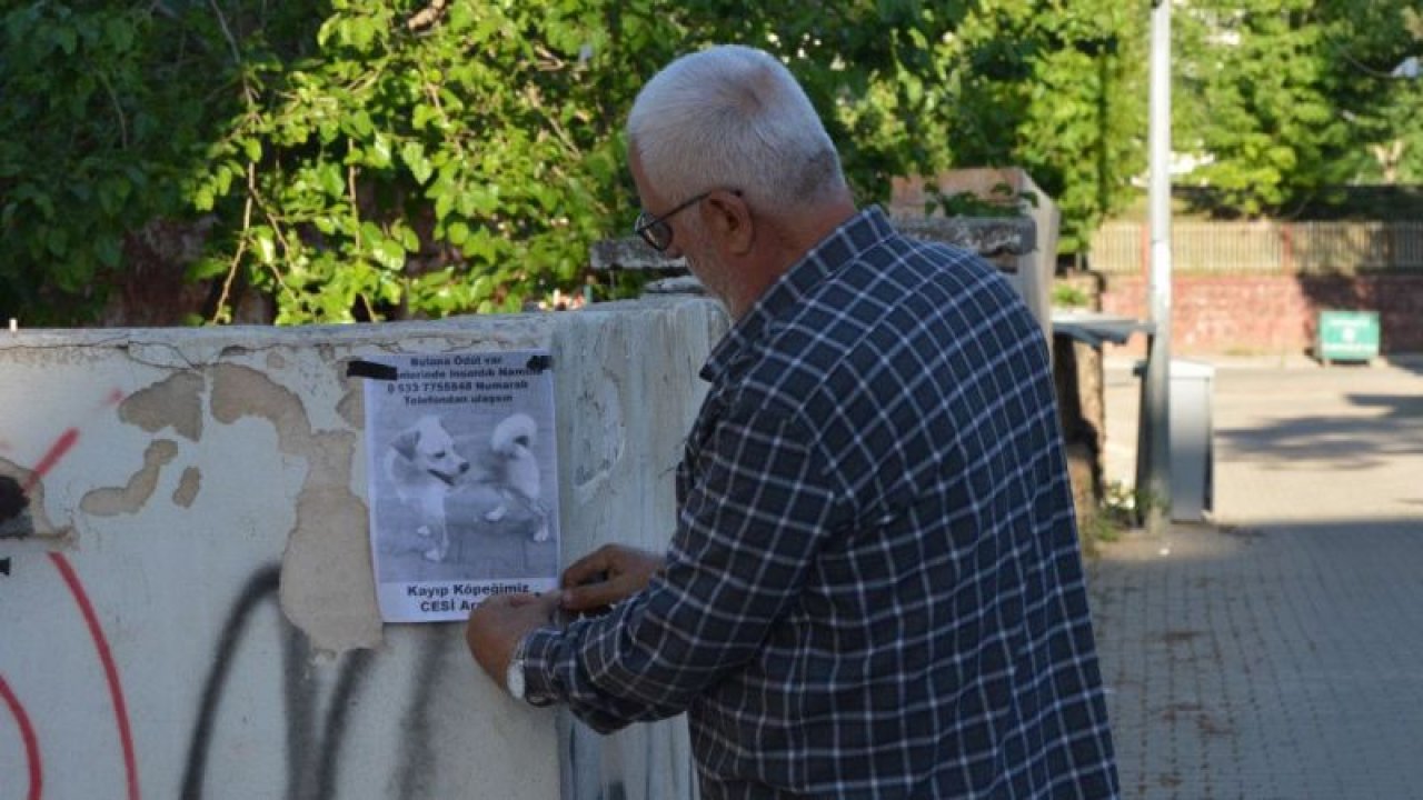 Gaziantepli hayvansever el ilanıyla kayıp köpeğini arıyor