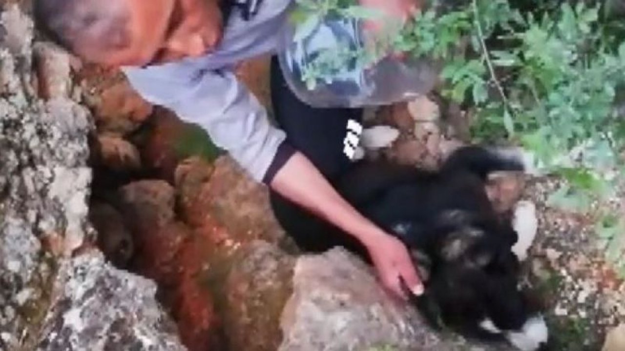 Kafası bidona sıkışan köpek günler sonra fark edilerek kurtarıldı