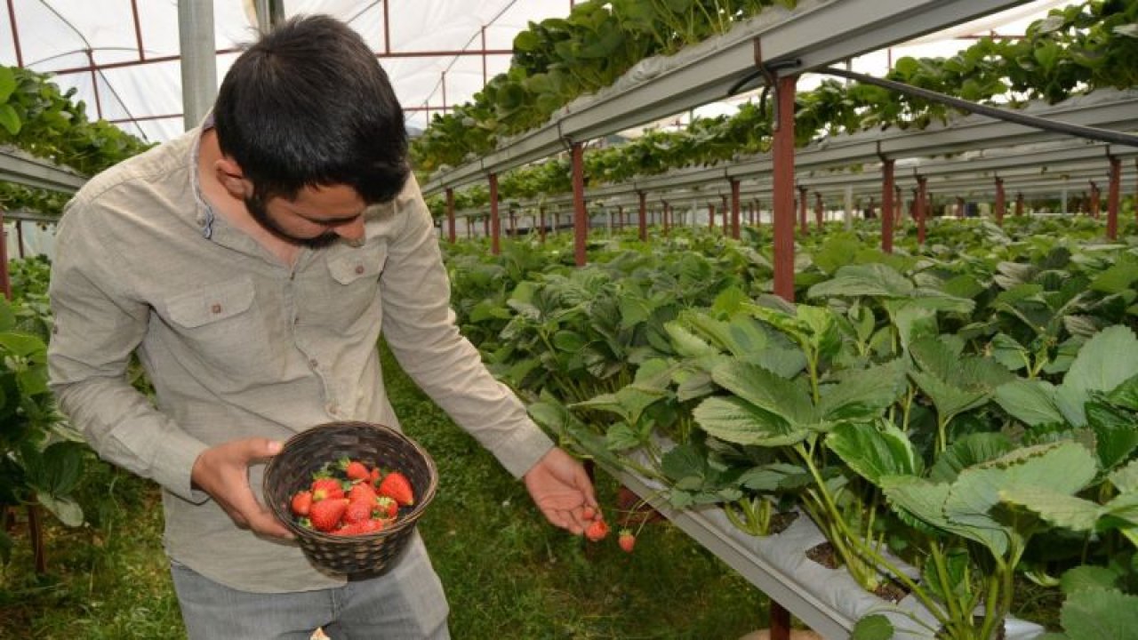 Gaziantepli genç çiftçi kurduğu serada topraksız çilek yetiştiriyor