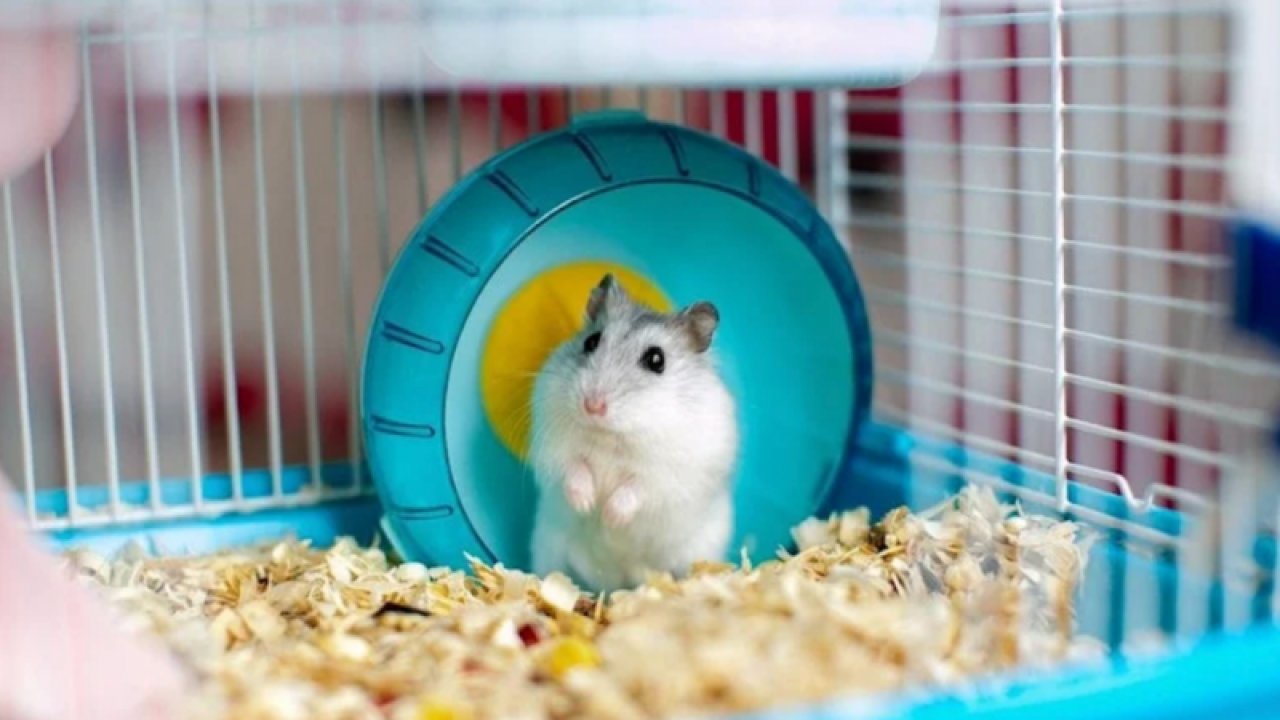 Bilim insanları şaştı kaldı! Hamsterlar, gen düzenleme sonrası agresifleştiler