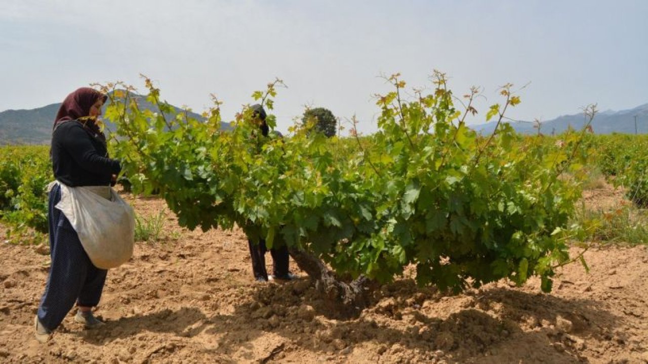 Gaziantep'te asma yaprağı hasadı başladı