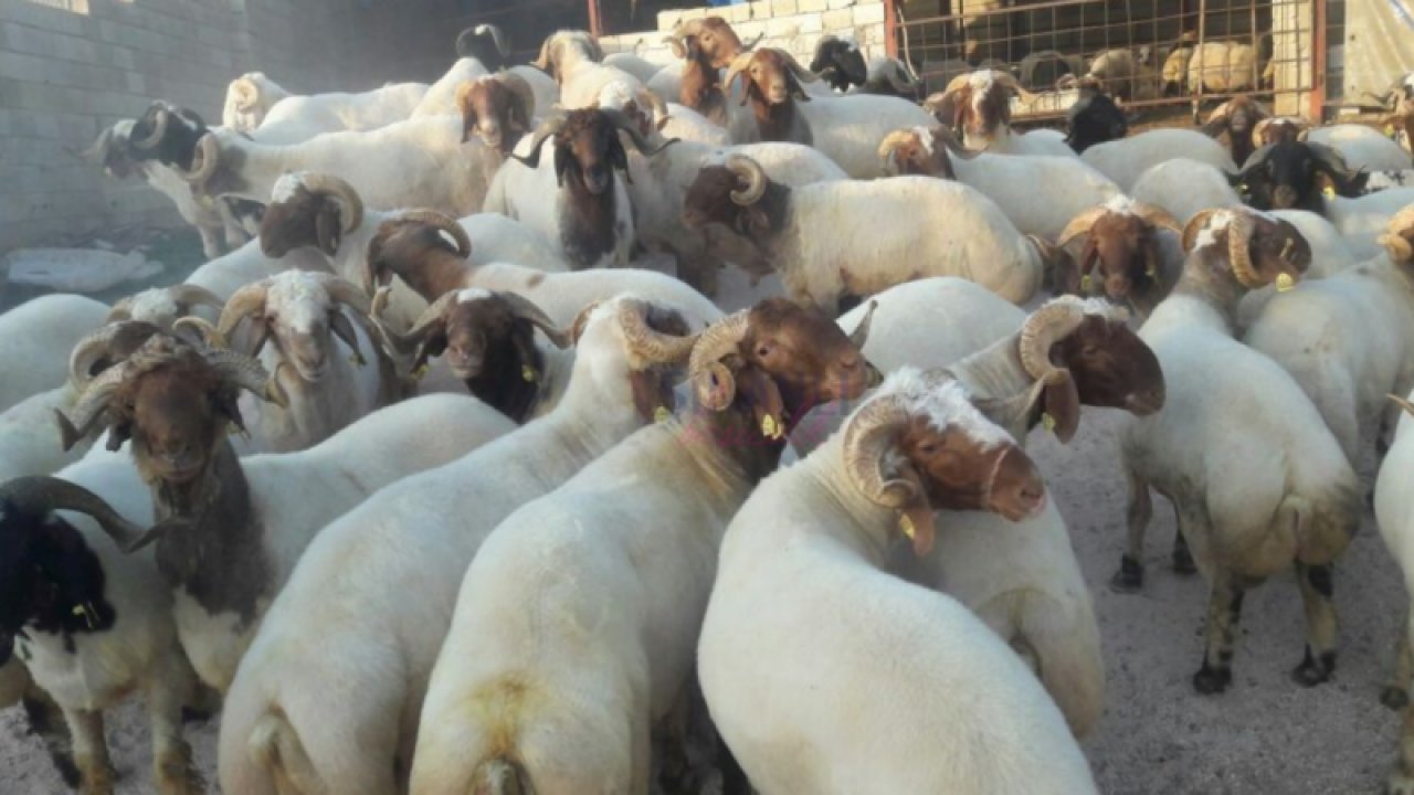 Gaziantep'te kurban fiyatları ne zaman belirlenecek? Gaziantep'te neden açıklanmıyor? Bütün illerde kurban fiyatları belirlendi!
