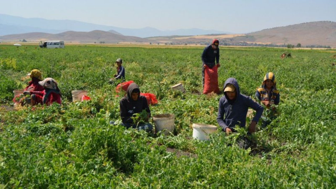 Gaziantep'te bezelye hasadına başlandı