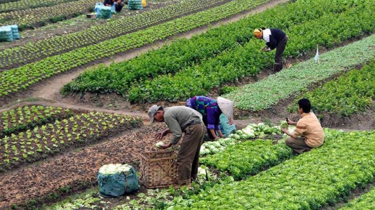 Çiftçilere Müjdeli Son Dakika Haberi Geldi: Tarla İpotekli Kredi Verilecek! Nakde Sıkışan Çiftçiye İlaç Gibi Çözüm!