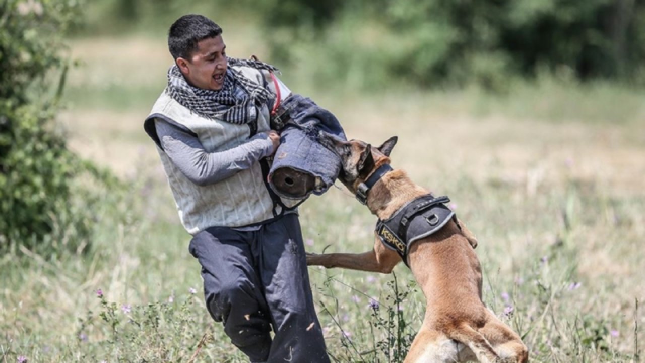 TSK'nın 'cesur keşif köpekleri'