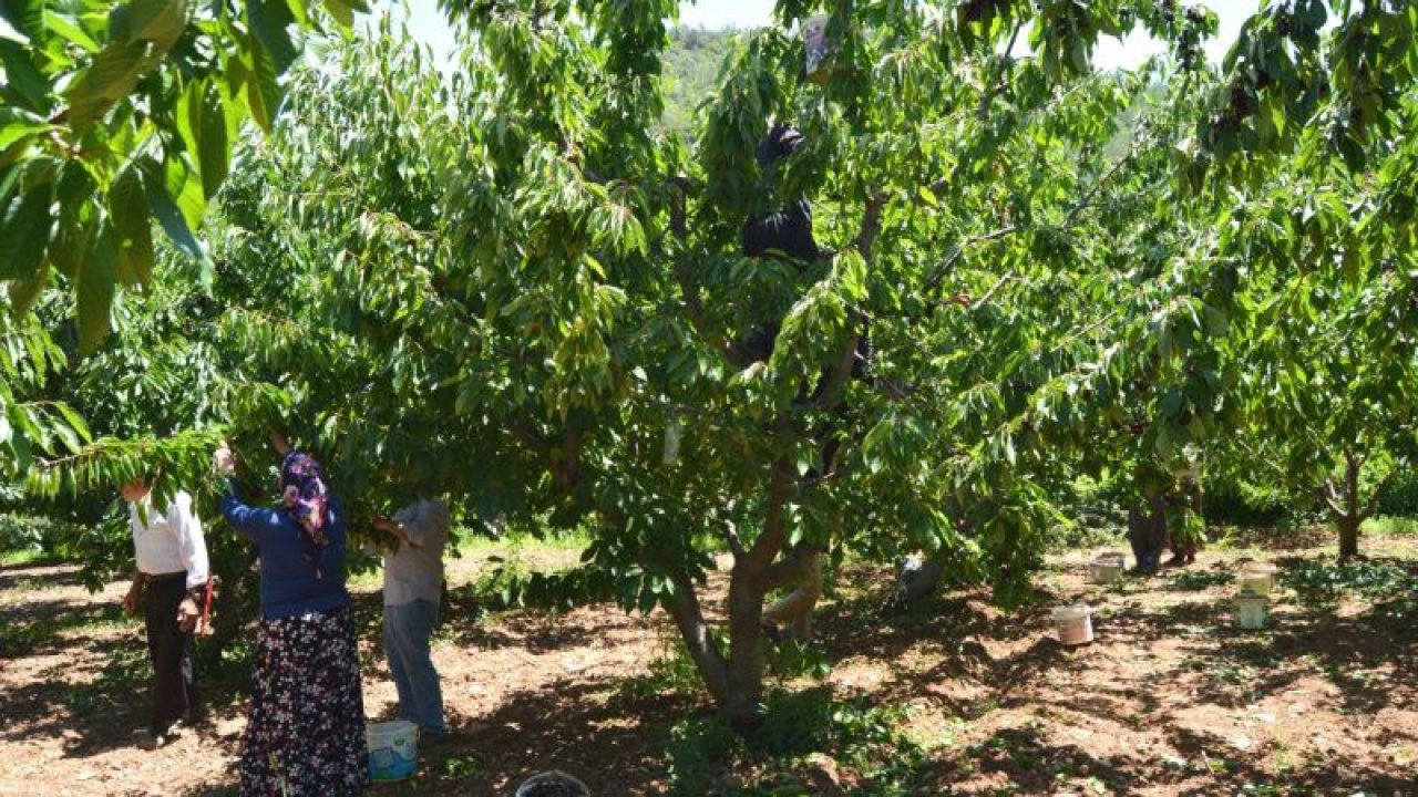Amanos Dağları'nda kiraz hasadı başladı