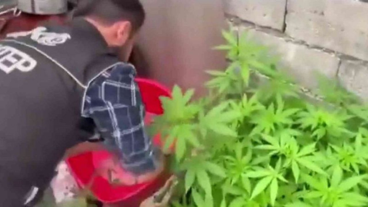 Gaziantep'te evlerde uyuşturucu yetiştirenlere polis baskını
