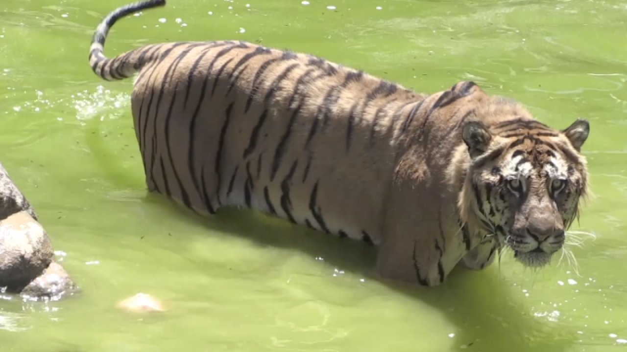 Gaziantep Hayvanat Bahçesi sakinleri buzlu kokteyllerle serinliyor