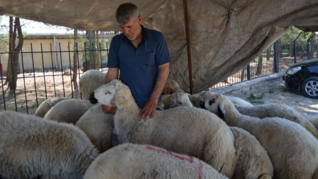 İslahiye'de kurulan pazarlarda kurbanlık satışları başladı