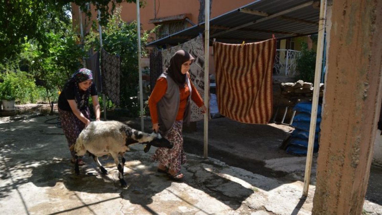 Gaziantep'te yaşlı kadının kurbanlık koyunu kaçmıştı! Yaşlı kadının üzülme anları sosyal medyada gündem olmuştu. Kurbanlığı kaçan YAŞLI KADINA müjdeli haber!