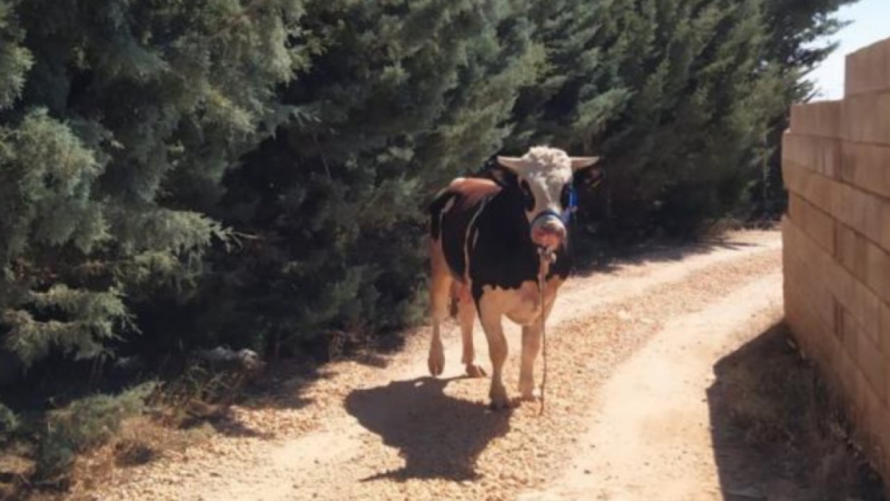 Gaziantep’te bayramda kaçan 20 kurbanlık SONUNDA yakalandı