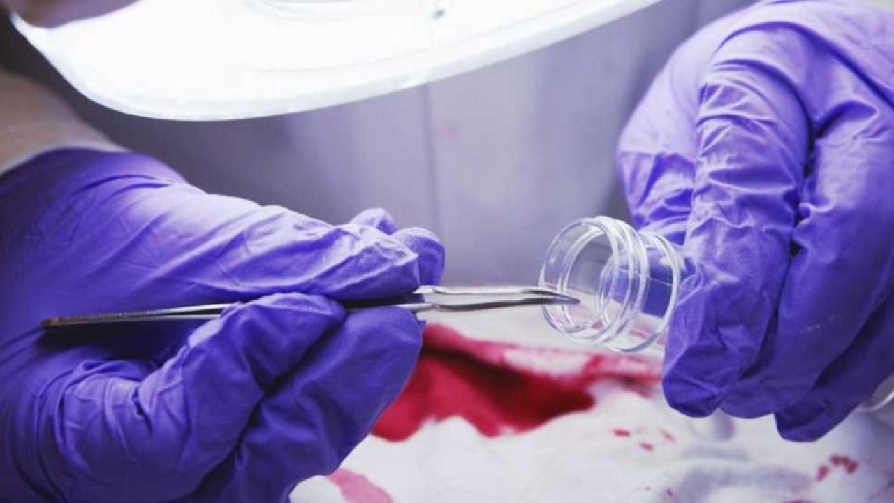 Adli Tıp Kurumuna 221 Personel Alınacak, Şartlar ve Tarihler Belli Oldu!