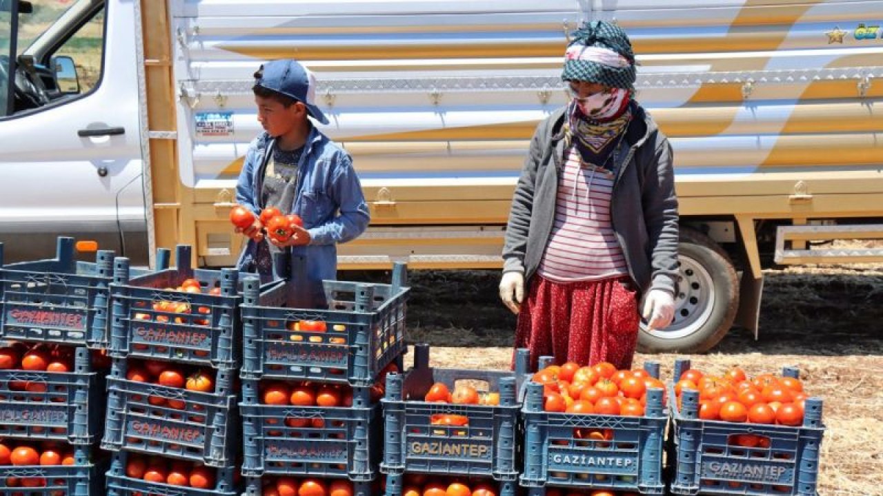 Kilis'te bu sezon domates verimi nerdeyse REKOR kırıyor...Gaziantep'te domates Fiyatları düşecek mi?