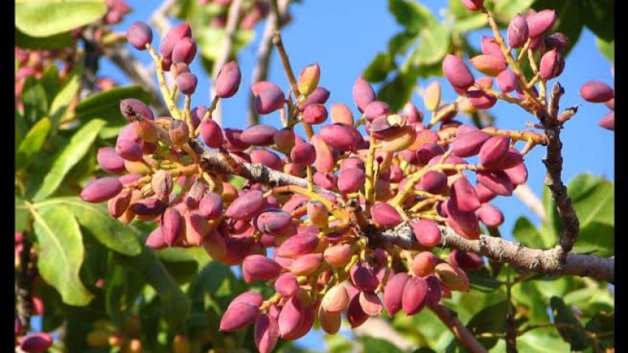 2 Ağustos Gaziantep Fıstık Fiyatları! Kırmızı Fıstık, Kabuklu Fıstık, Antep İçi Fıstık Fiyatları Ne Kadar Oldu?