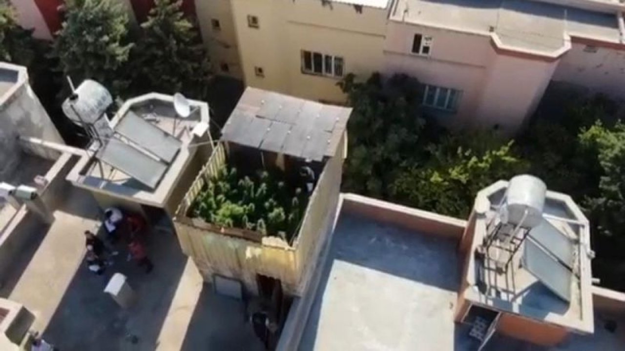 Gaziantep’te evlerinin damını uyuşturucu tarlasına çevirmişler! 267 kök kenevir ele geçirildi