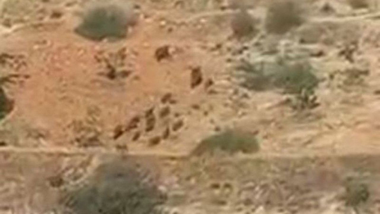 Antep Fıstığı Üreticisinin Başında Bir Bu Bela Eksikti!  Aç kalan Domuz Sürüleri Antep Fıstığı Bahçelerine Dadandı..Tıkla İzle