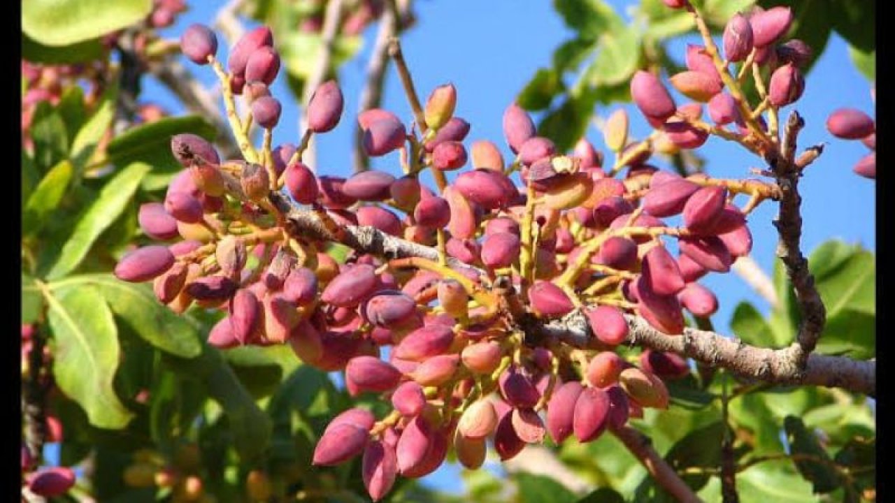 5 Ağustos Gaziantep Fıstık Fiyatları! Antep Fıstığında Şok Eden Fiyatlar Açıklandı!