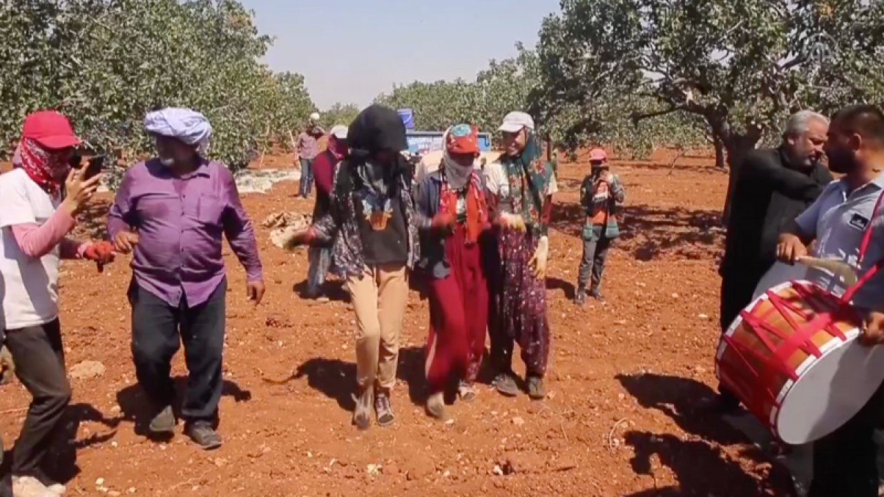 Gaziantep'te Antepfıstığı bahçelerinde hasat davul, zurna ve halayla başladı