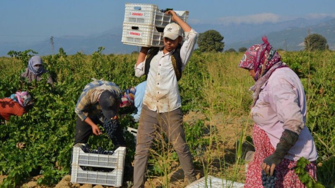Gaziantep'te üzüm hasadı başladı