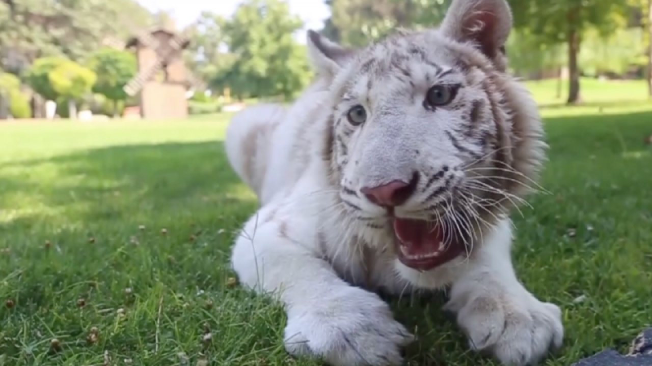 Gaziantep Hayvanat Bahçesinde özel bakımla beslenen Albino kaplan "Kartopu" kilosunu ikiye katladı