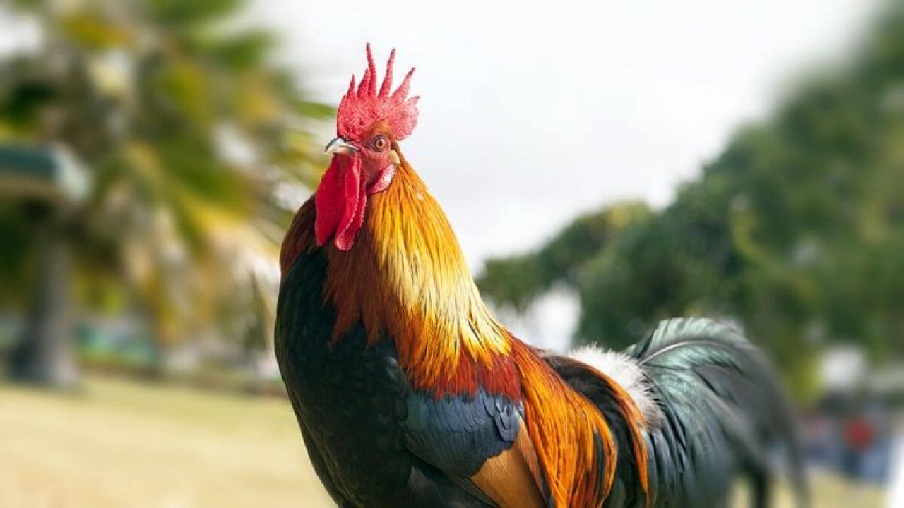 Günde 200 kere öten horoz mahkemeye verildi