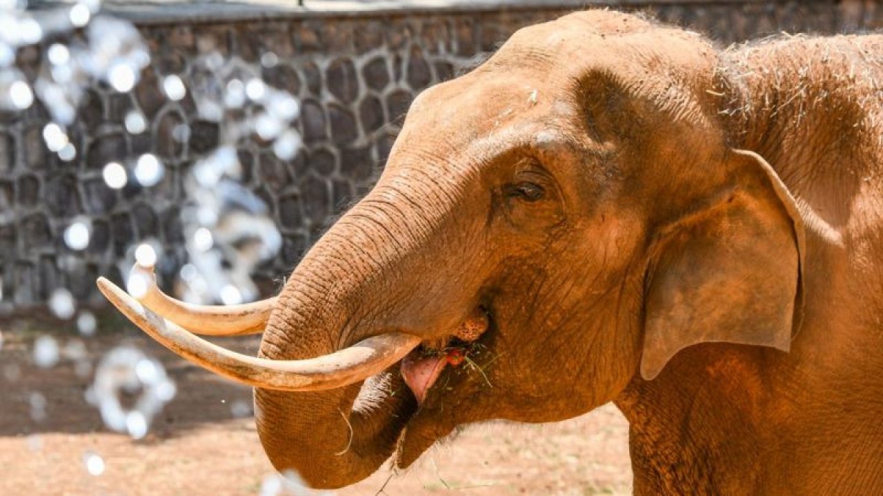 Gaziantep Hayvanat Bahçesinde bulunan ''Gabi''ye Dünya Fil Günü'nde özel menü