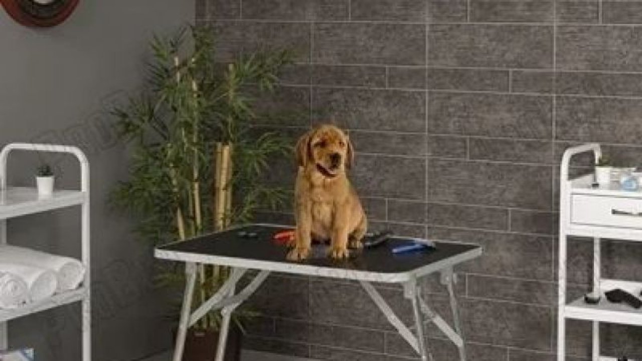 Veteriner Pet Malzemeleri