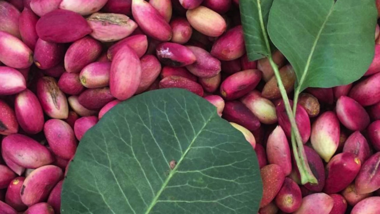 Gaziantep'in Yeşil Altını Antep Fıstığının Faydaları Neler? Antep Fıstığı Tüketmenin 14 Faydası