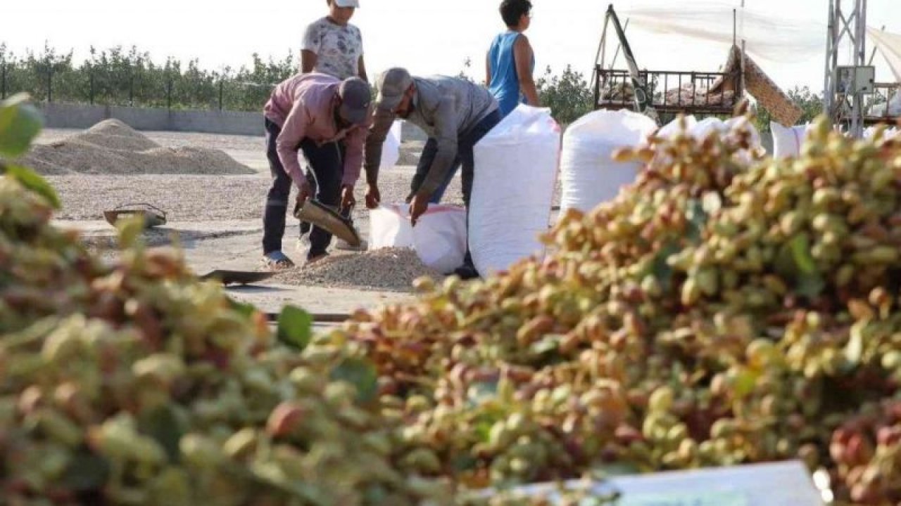 Fıstığın anavatanı Gaziantep'te kavlatma telaşı