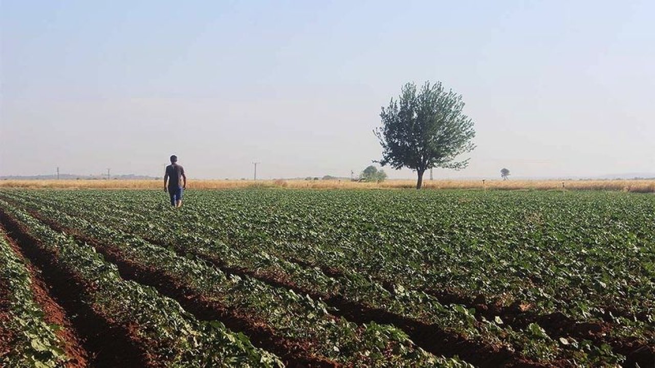 Gaziantep'in Oğuzeli İlçesinde Uygun Fiyatlı Tarla Satışı! 175 Bin TL Yatıran İki Adet Tarlanın Sahibi Olabilecek! Gaziantep İcralık Gayrimenkul İlanları