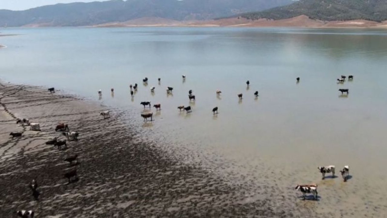 Sıcaklardan bunalan hayvanlar barajda serinliyor