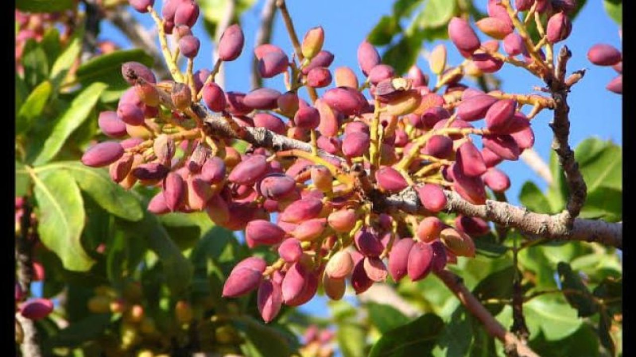 Antep Fıstığı Artık Keyiflik Yenemeyecek! Fiyatlar Aldı Başını Yürüdü! 23 Ağustos 2022 Antep İçi Ve Kabuklu Antep Fıstığı Fiyatları Duyuruldu!