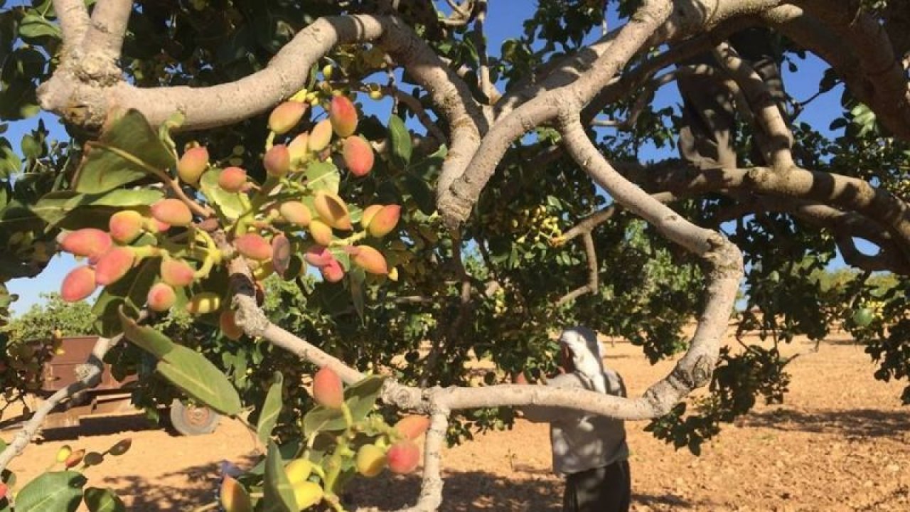 24 Ağustos 2022 Antep Fıstığı Fiyatları: Antep İçinin Kilosu Ne Kadar Oldu? Kabuklu Antep Fıstığı Kaç TL?