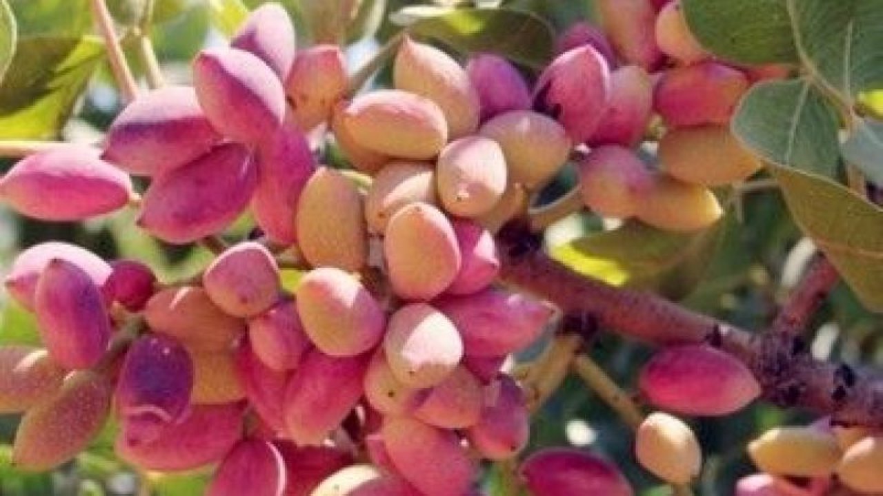 Döviz Kurları Yükseldi, Gıda Fiyatları Zamlandı! Antep Fıstığının Kilosu Kaç TL Oldu? 26 Ağustos 2022 Güncel Antep İçi, Kabuklu Antep Fıstığı Fiyatları