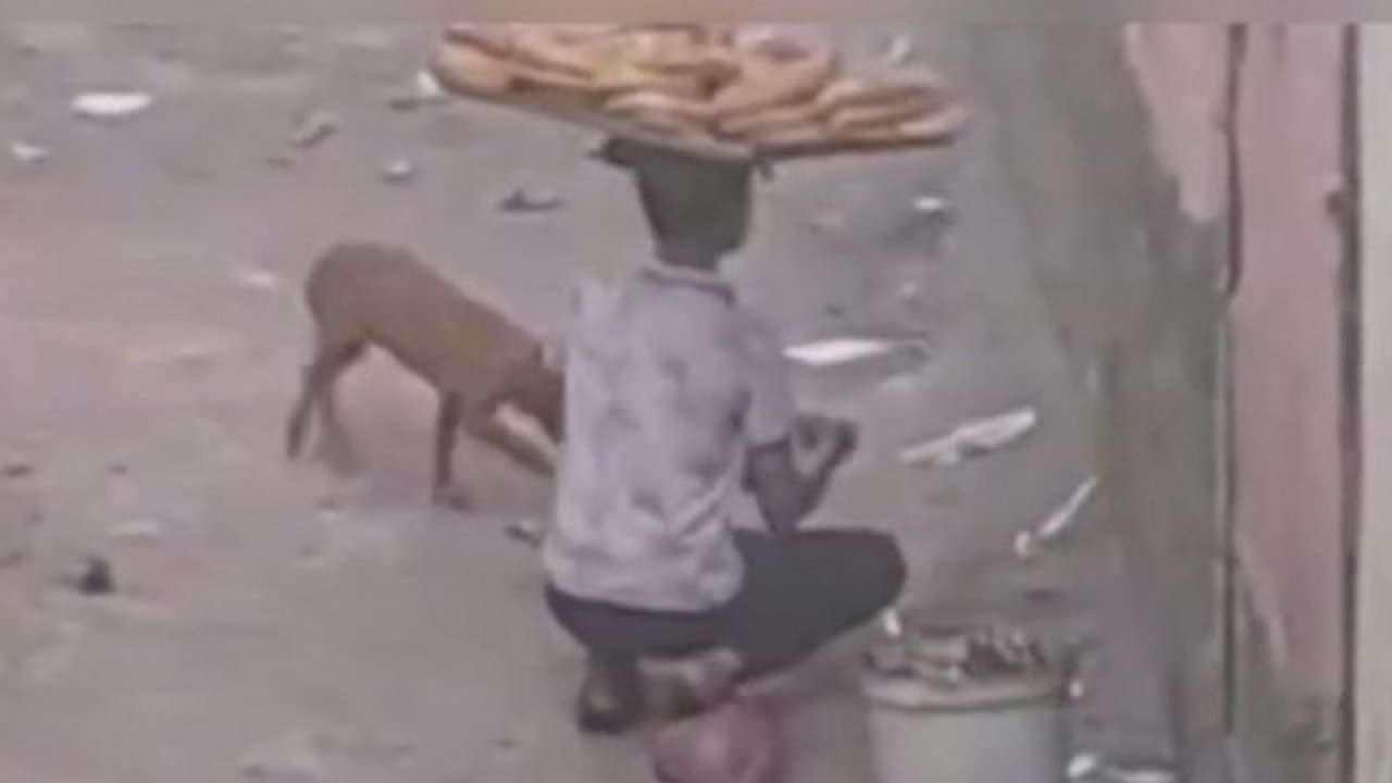 Gaziantep'te simit satan çocuğun yavru kedi ve köpeğe merhameti yürekleri ısıttı...TIKLA İZLE