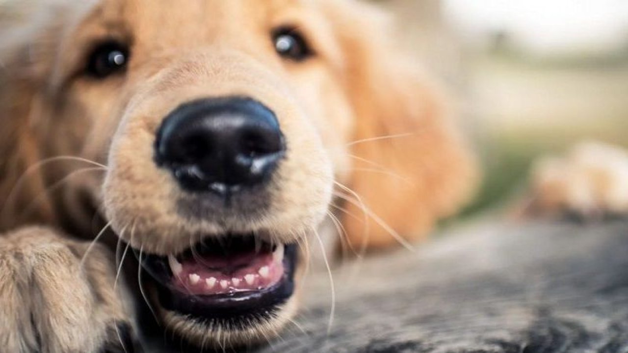 Köpekler Diş Çıkarırken Ne Yapmalı?