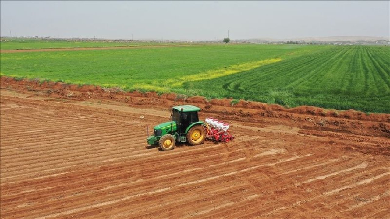 Antep Fıstığı Yok Yılında Ucuz Fiyata Gidiyor... Üretici Mağdur!  Antep Fıstığı Zamlandı Mı? Gaziantep Ticaret Borsası 19 Eylül 2022 Fiyatları Güncelledi: Bademin Kilogramı Kaç TL Oldu? Sert Buğday Kaç Para?