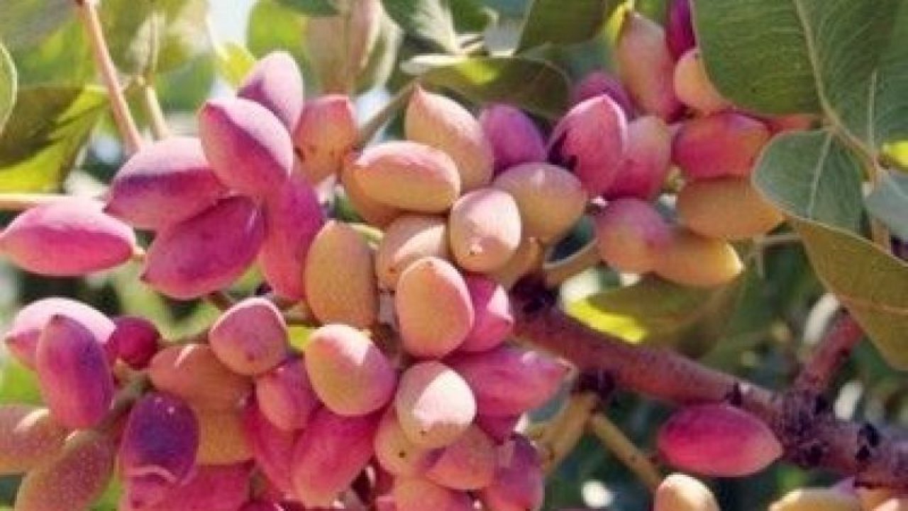 24 Eylül 2022 Gaziantep Ticaret Borsası Yeni Bülten Duyurusu: Antep Fıstığı, Un, Ceviz İçi ve Buğday Fiyatları Güncellendi!