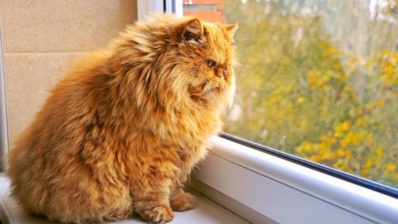 Kediler Ne Renk Görür?