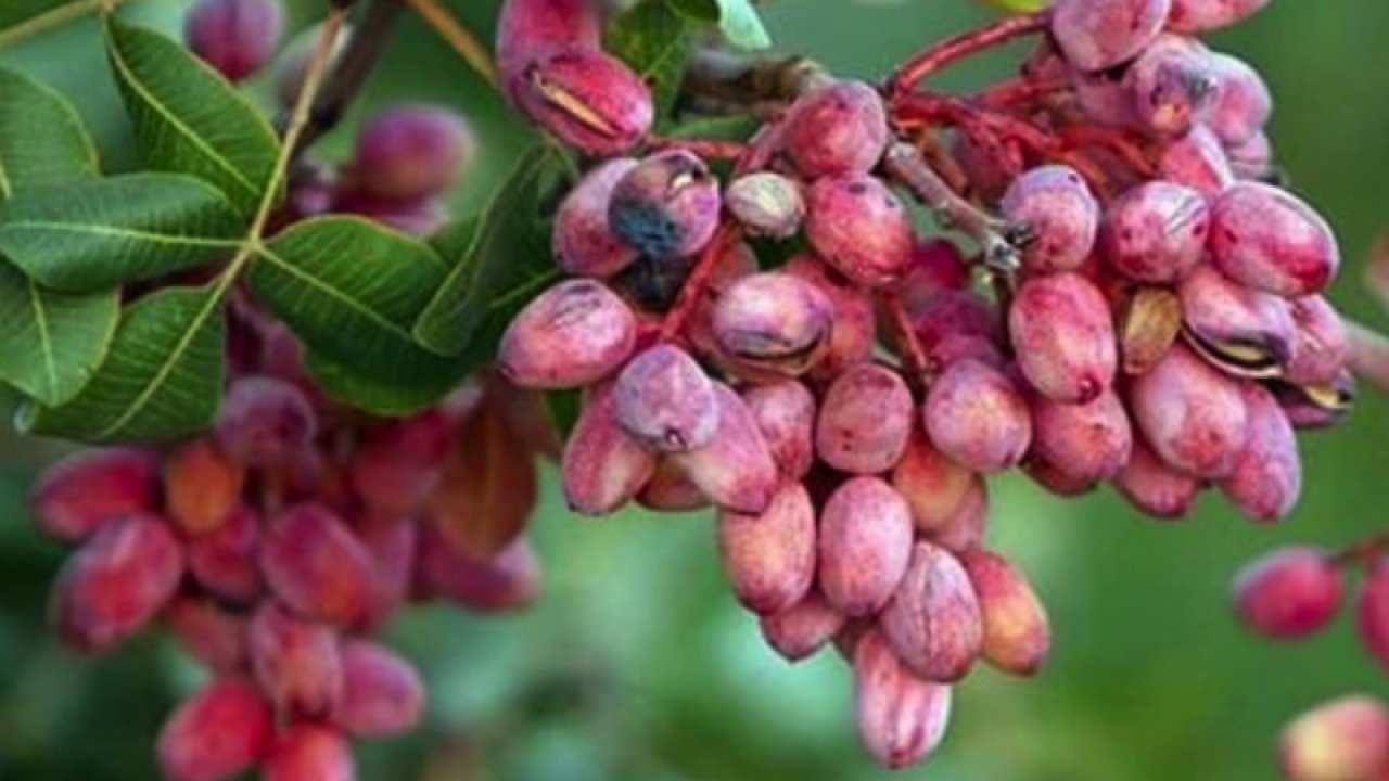 Antep Fıstığı'nda Var yılı olmasına rağmen rekoltede yok yılı yaşanıyor! Piyasada, taze Antep Fıstığı 100 ila 120 TL'ye, kavrulmuş Antep Fıstığında ise fiyatlar 300 liraya dayandı.