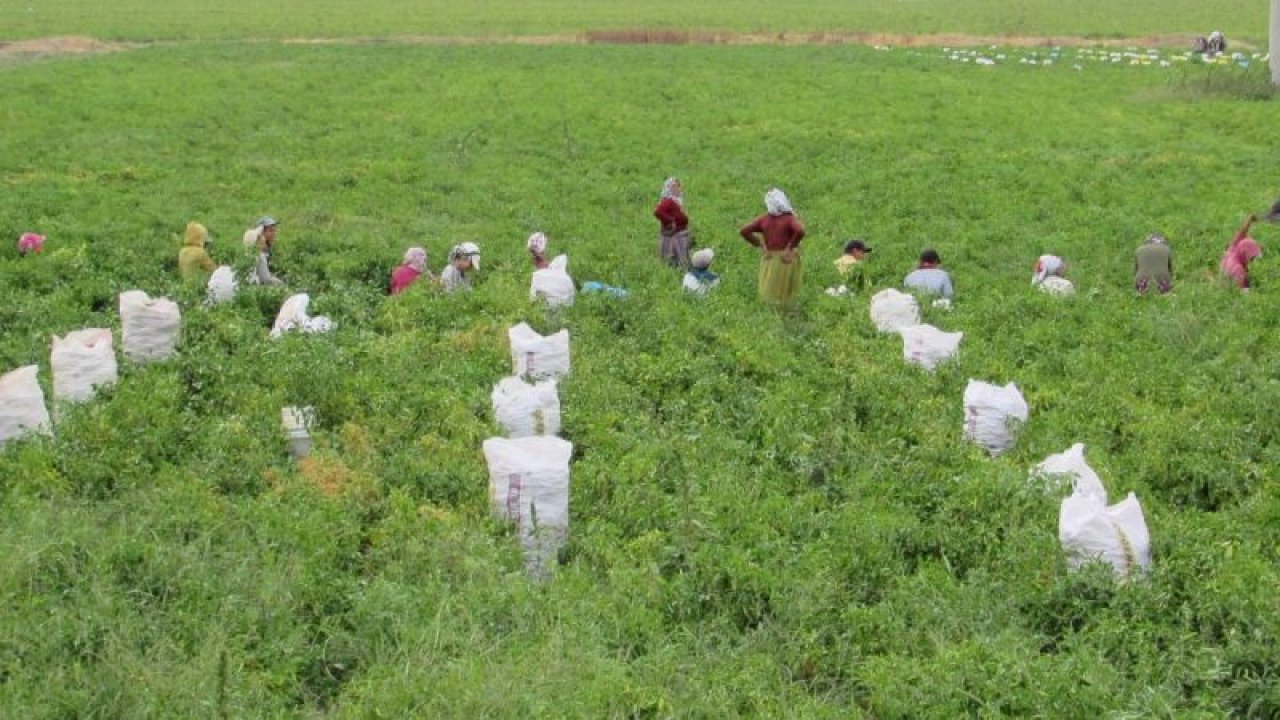 Gaziantep'te kırmızı biber hasadı sürüyor