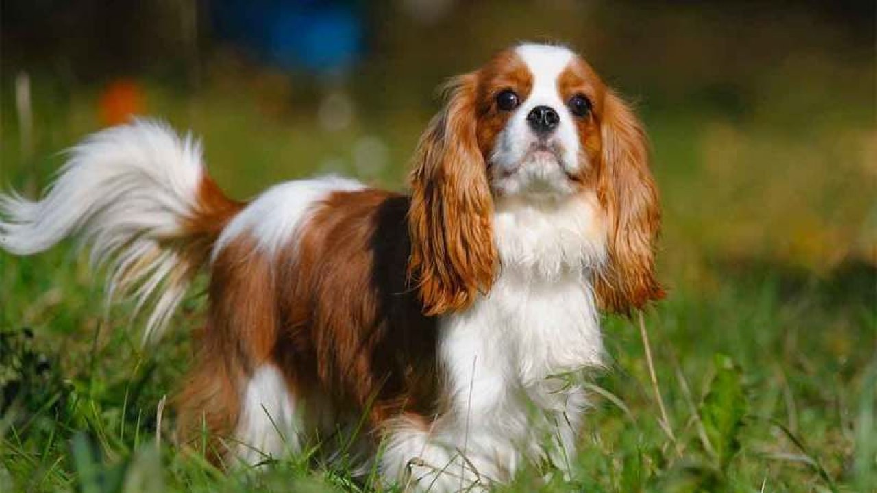 King Charles Irkı Köpekler