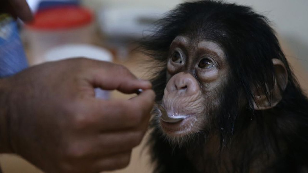 Şempanze Can'a ''Özel aile terapisi''