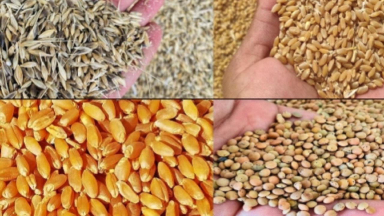 Gaziantep Ticaret Borsası'nda işlem gören Buğday, Mercimek, Mısır ve Arpa'nın 18 Ekim 2022 güncel fiyatları