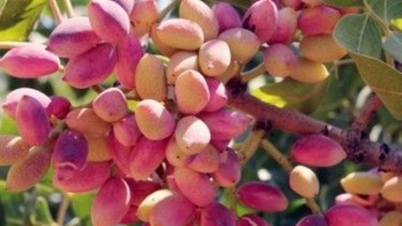 Gaziantep Ticaret Borsası Yeni Bültenini Yayınladı! Fiyatlar Değişti! 28 Ekim 2022 Güncel Antep Fıstığı, Ceviz, Fındık, Badem Fiyatları