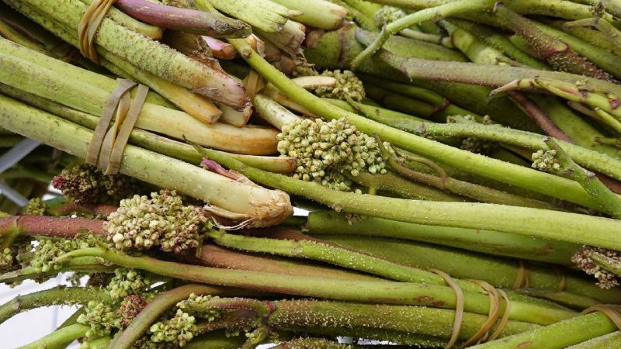 Kanserden Mide Rahatsızlıklarına Kadar Tüm Ciddi Hastalıklara, Tek Ot İle Mucizevi Çözüm! Uzmanlar, Işgın Otunun Faydalarını Resmen Açıkladı!