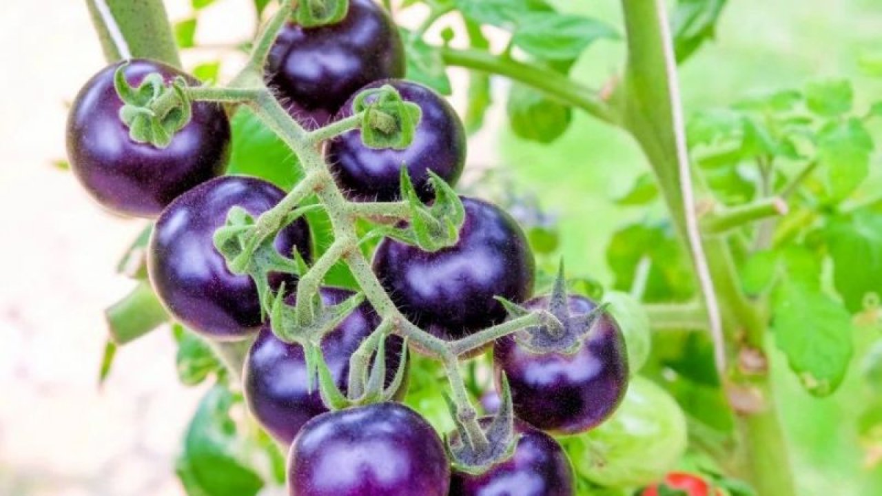 Kansere Mor Domates Darbesi! Vücuda Yaydığı Antioksidan 10 Kat Daha Etkili Oldu!